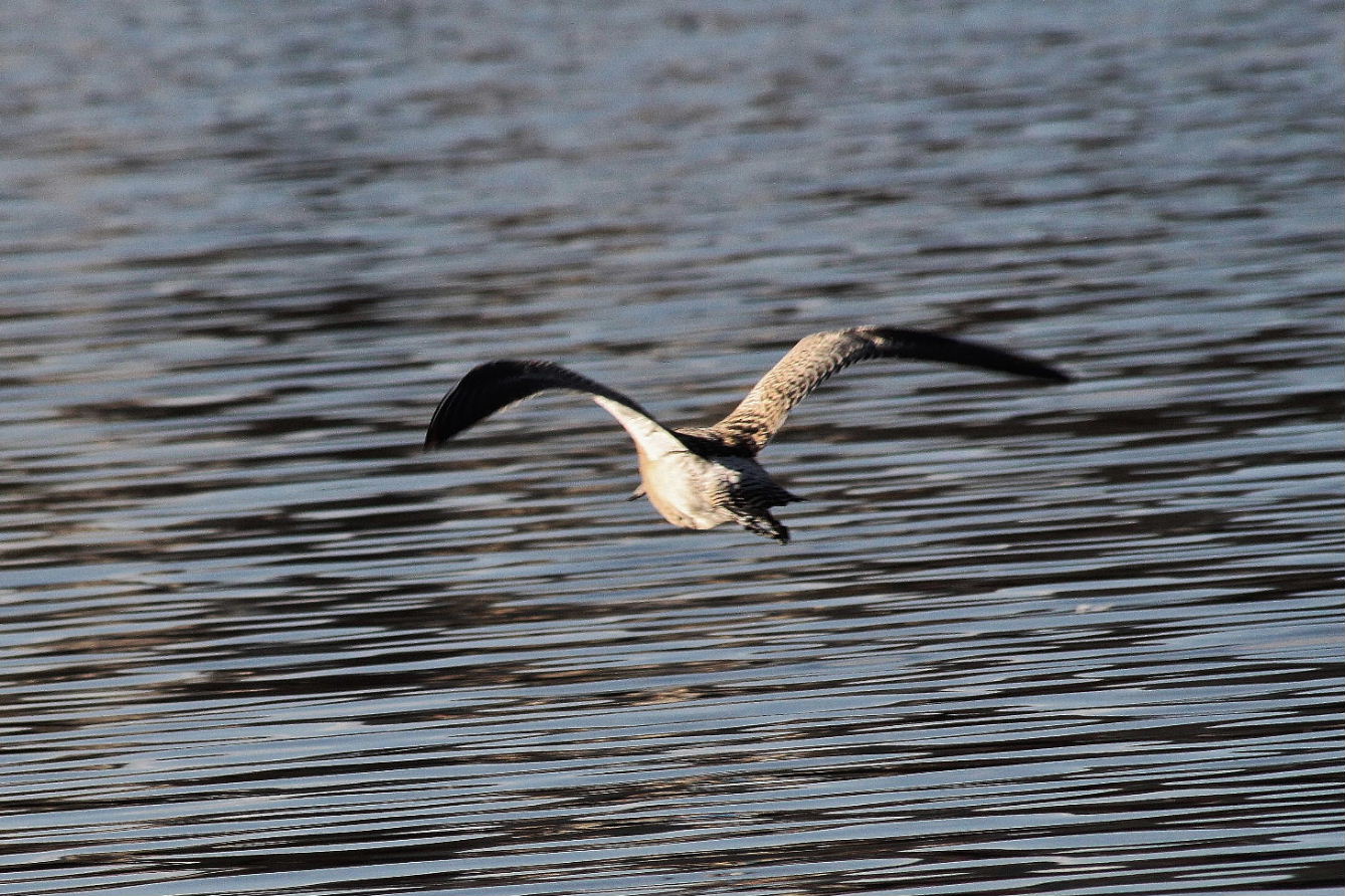 Limosa lapponicaPittima minore